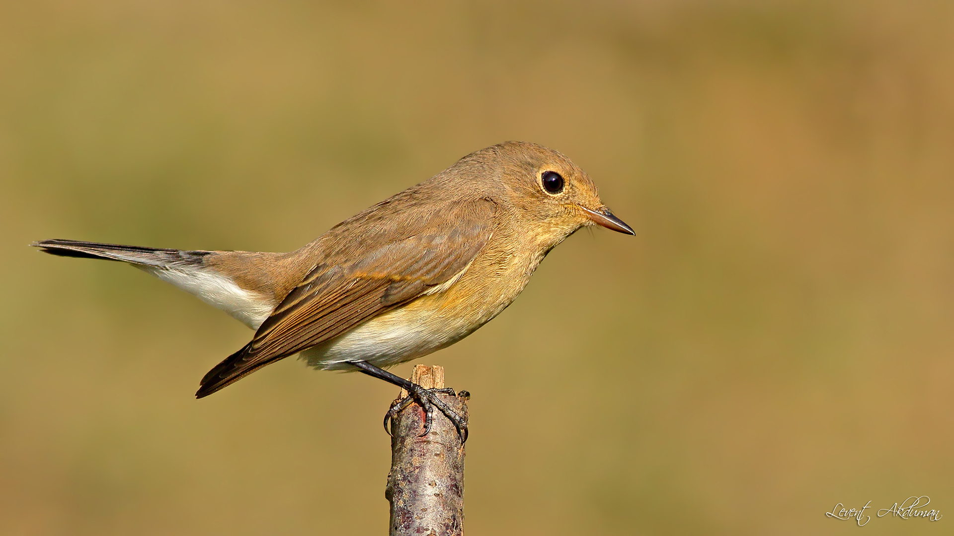 Red-breasted Flycatcher